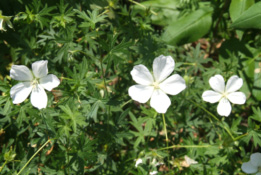 Geranium sanguineum 'Album' bestellen